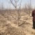 苹果树大苹果树占地苹果树