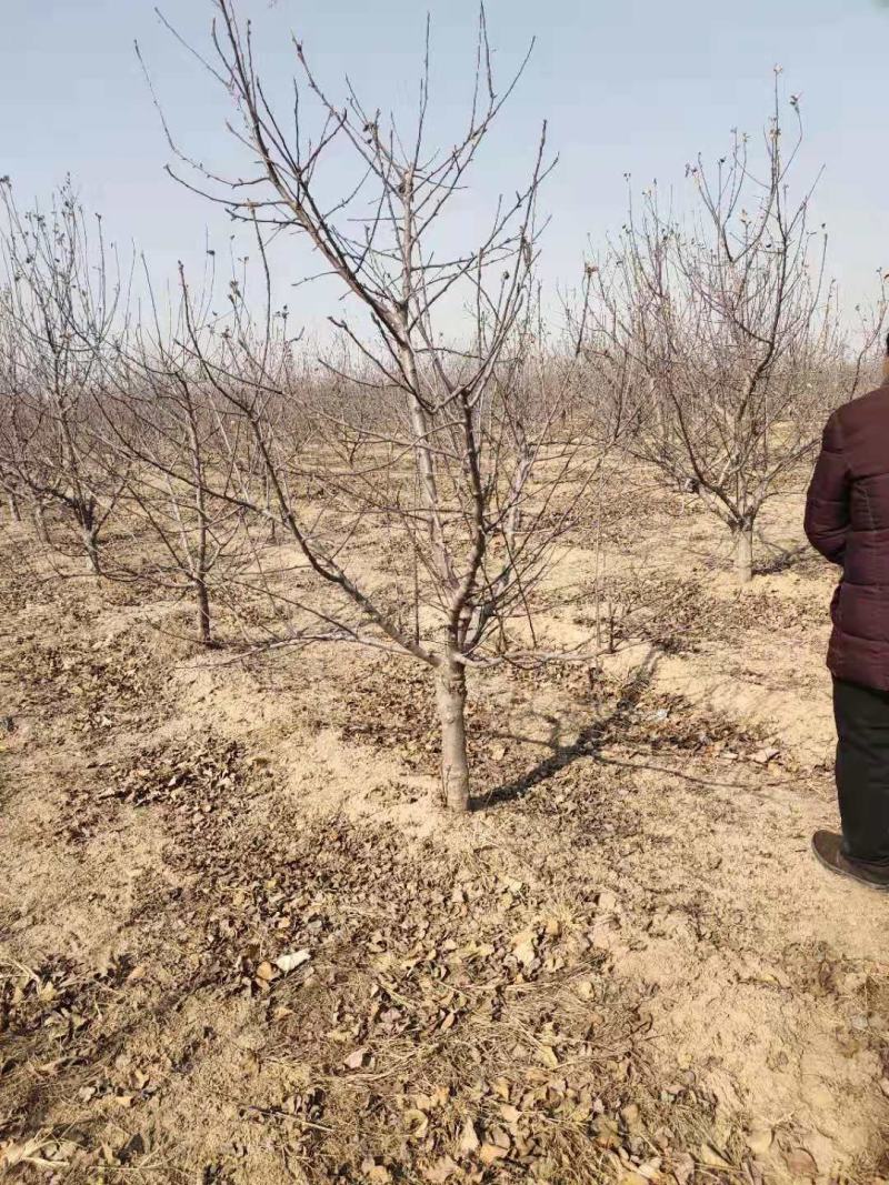 苹果树大苹果树占地苹果树