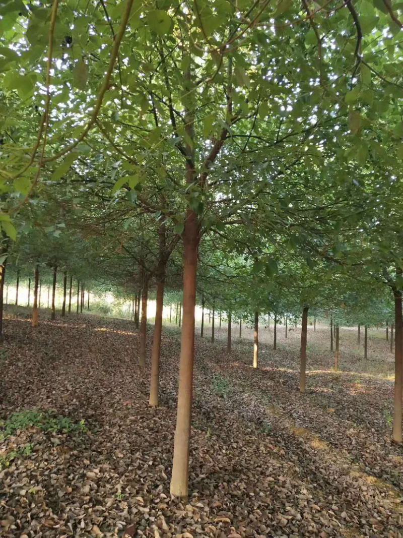 香樟树大树工程行道树苗木绿化