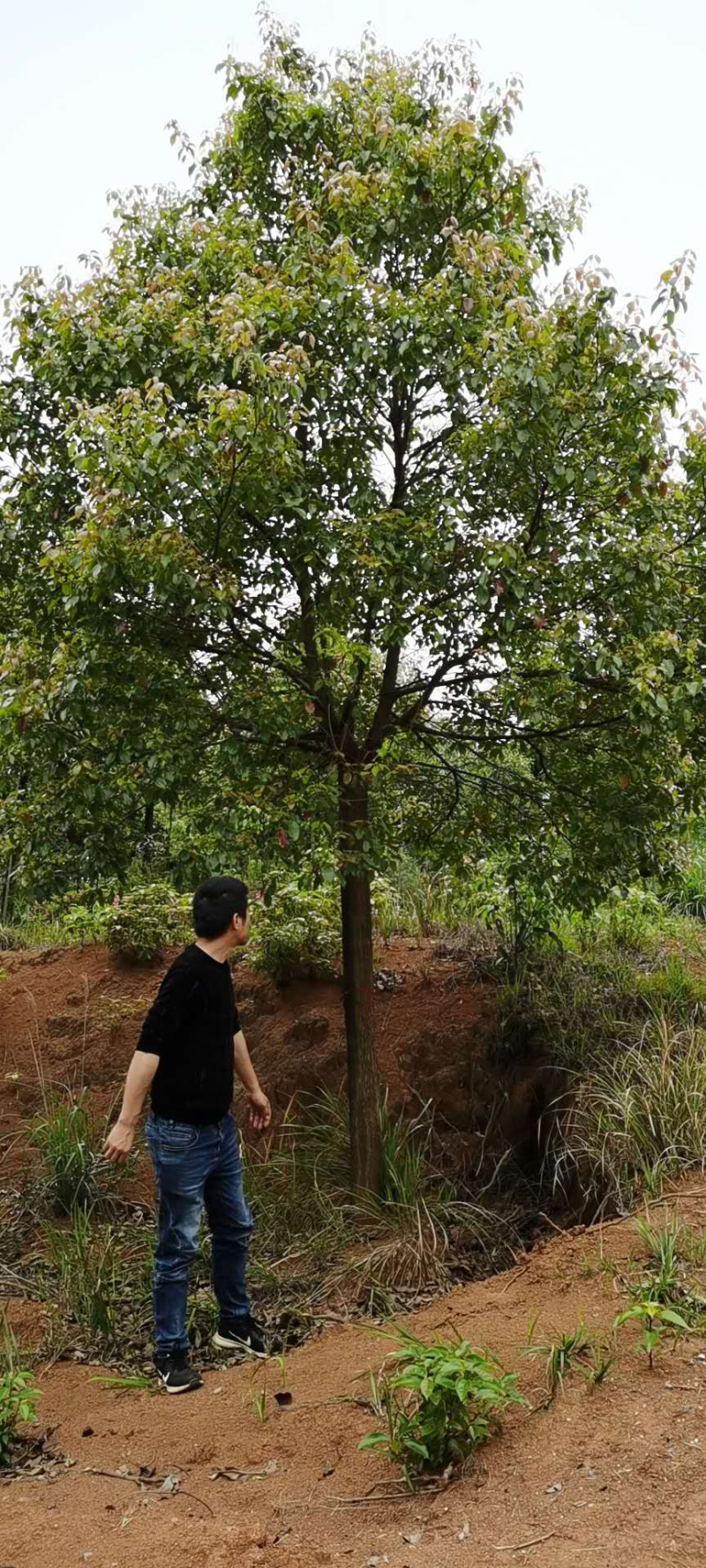 香樟树大树工程行道树苗木绿化