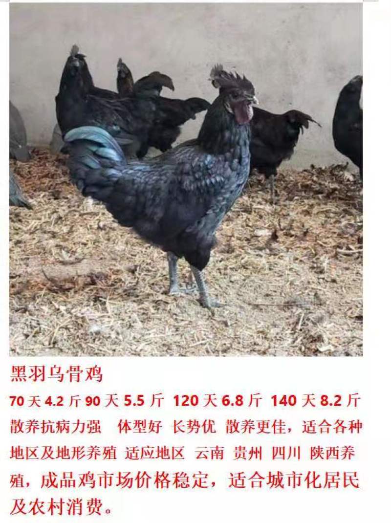 快大型麻乌麻黑901鸡苗，五黑鸡一绿，可大量发种蛋