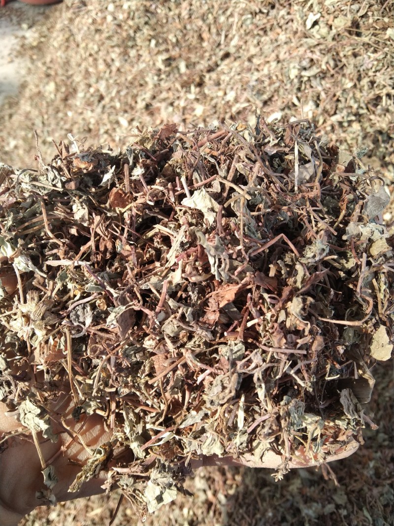 过路黄金钱草产地直供支持线上交易可搭配多品种采购