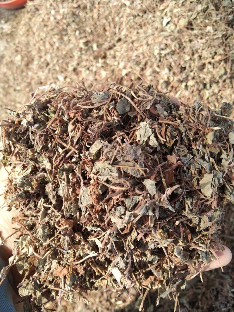 过路黄金钱草产地直供支持线上交易可搭配多品种采购