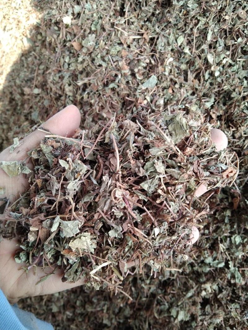 过路黄金钱草产地直供支持线上交易可搭配多品种采购
