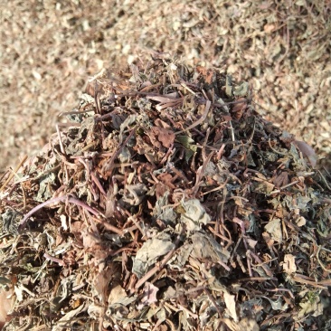 过路黄金钱草产地直供支持线上交易可搭配多品种采购