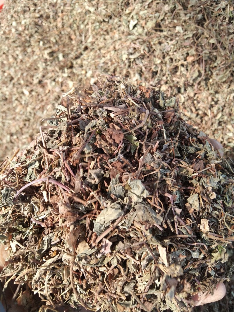 过路黄金钱草产地直供支持线上交易可搭配多品种采购