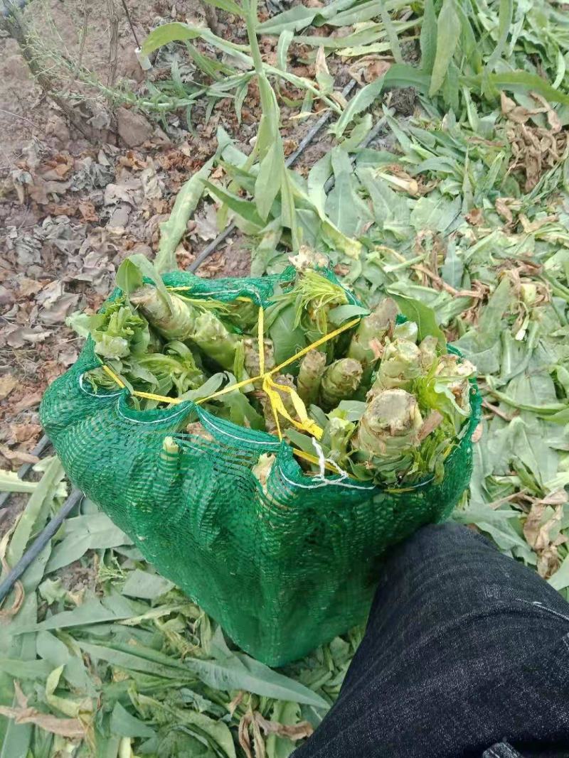 青笋，贡莱，百戶营，新知幼儿园