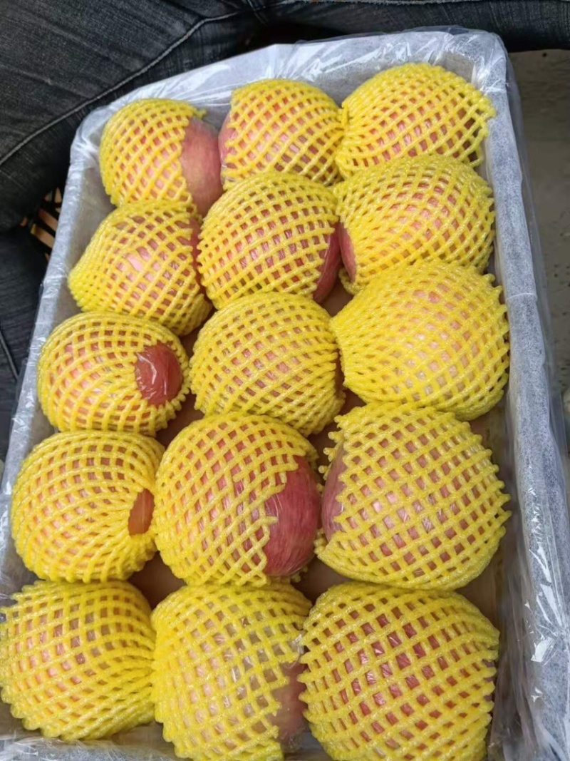 红富士苹果条纹红质量优秀欢迎大家采购，合作愉快