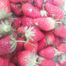 香野草莓，甜宝草莓，九号草莓