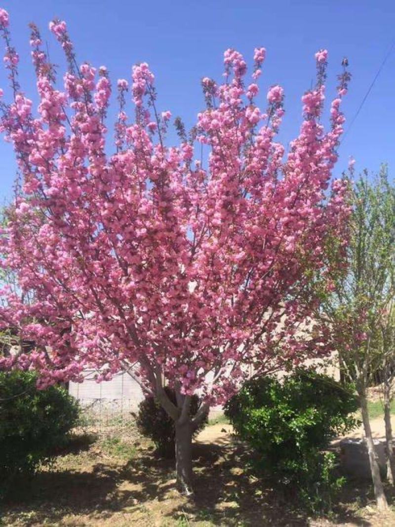 优质樱花苗基地直发，现挖现发量大从优