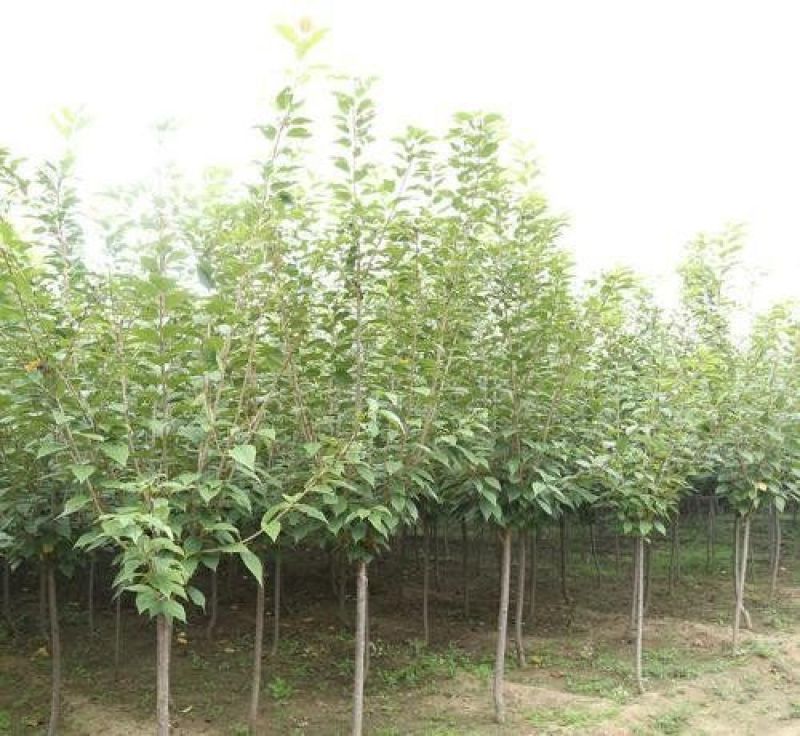 优质樱花苗基地直发，现挖现发量大从优