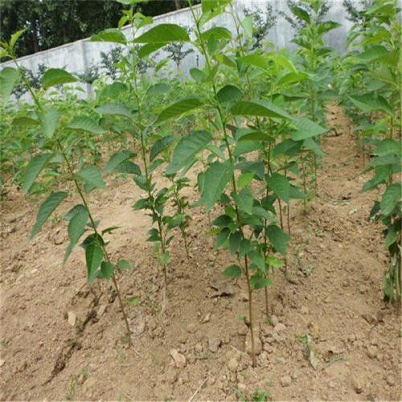 优质樱花苗基地直发，现挖现发量大从优