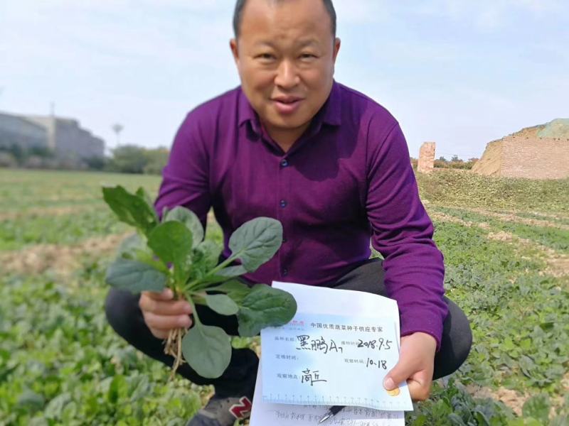 [青松60]郑研松花菜种子青梗松花菜2000粒