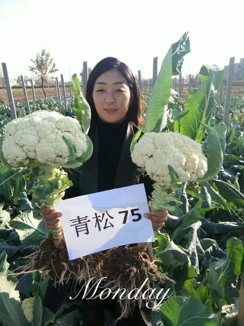 [青松60]郑研松花菜种子青梗松花菜2000粒