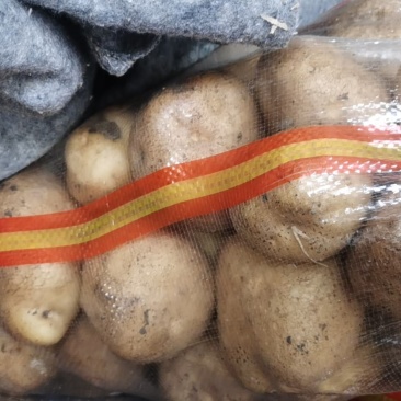 蔬菜土豆新鲜土豆黄壤