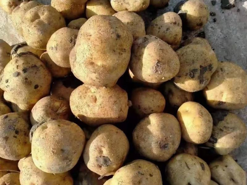 蔬菜土豆新鲜土豆黄壤