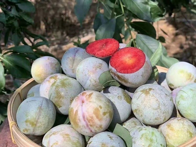 展示青李子与红李子成熟过程的对比图,包括颜色变化和果肉质地差异 李子成熟过程对比图