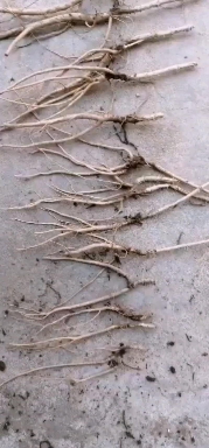 刺嫩芽苗，刺老包，乌龙头苗