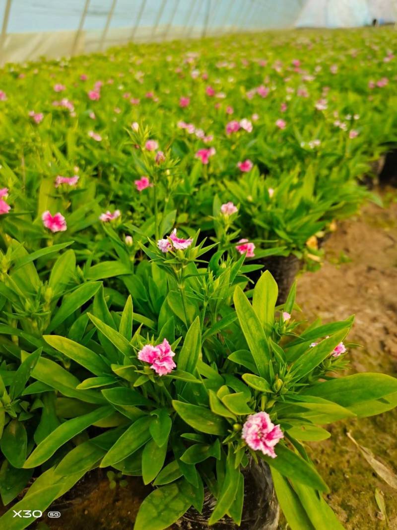 石竹盆花，郑州基地发货，颜色齐全，欢迎一亩田客户前来选购