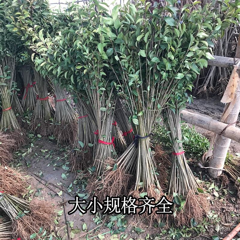 大叶女贞行道树园林绿化工程木四季常青高杆女贞