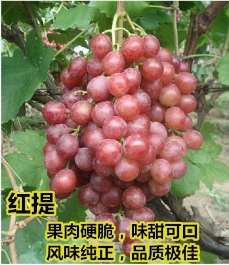 葡萄树一至三公分小苗盆栽地栽品种，阳光玫瑰，蓝宝石葡萄，