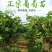 葡萄树一至三公分小苗盆栽地栽品种，阳光玫瑰，蓝宝石葡萄，