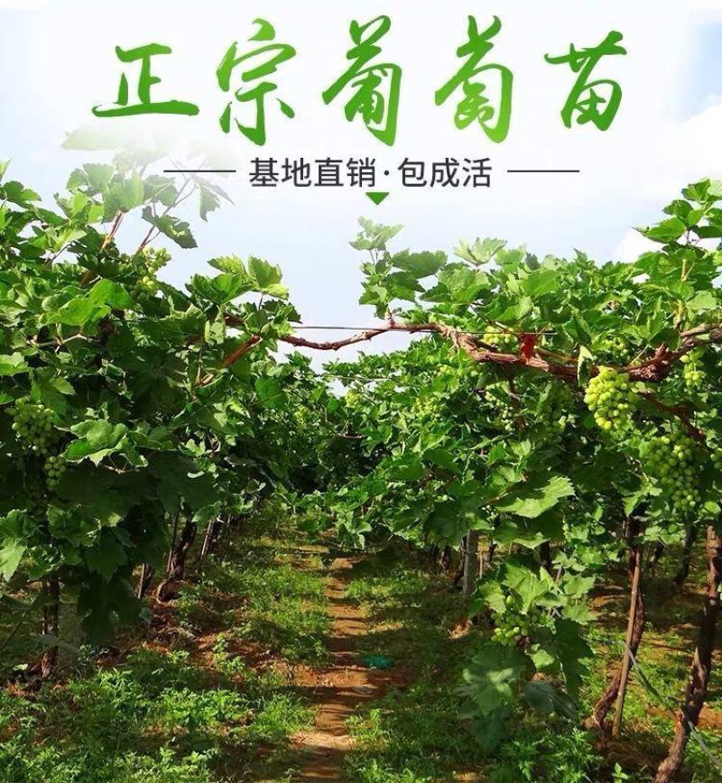 葡萄树一至三公分小苗盆栽地栽品种，阳光玫瑰，蓝宝石葡萄，