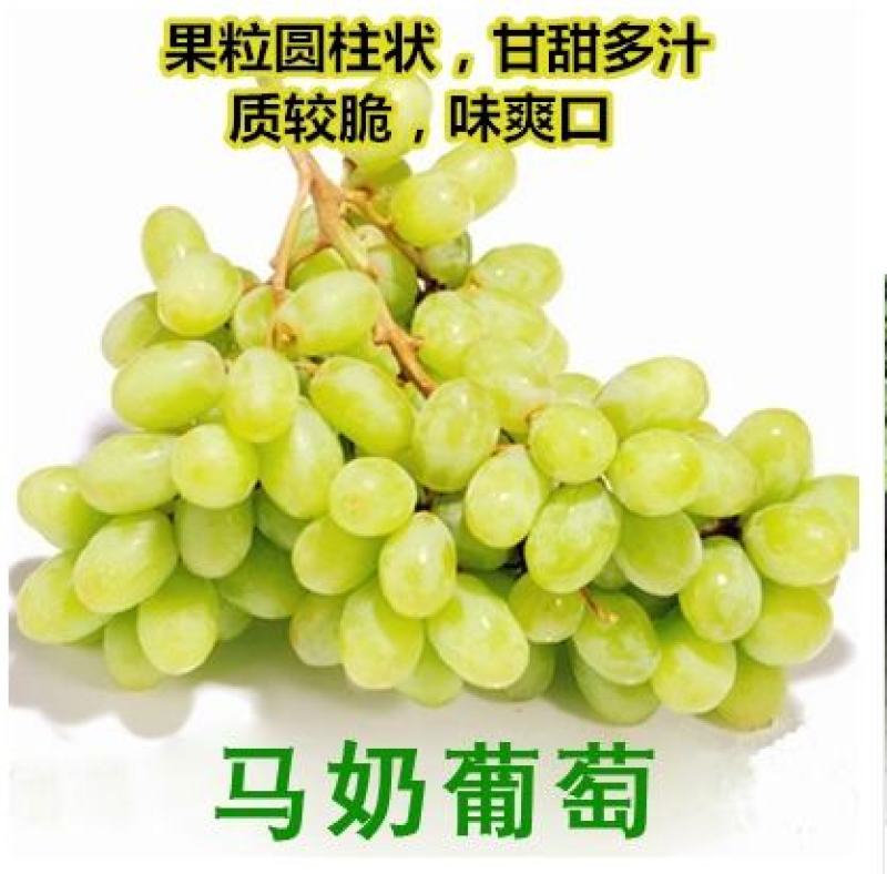 葡萄树精品，蓝宝石，阳光玫瑰，乒乓球葡萄，美国大粒等