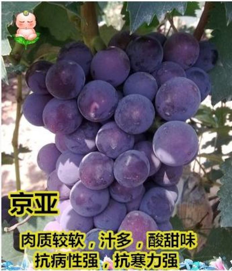 葡萄树精品，蓝宝石，阳光玫瑰，乒乓球葡萄，美国大粒等