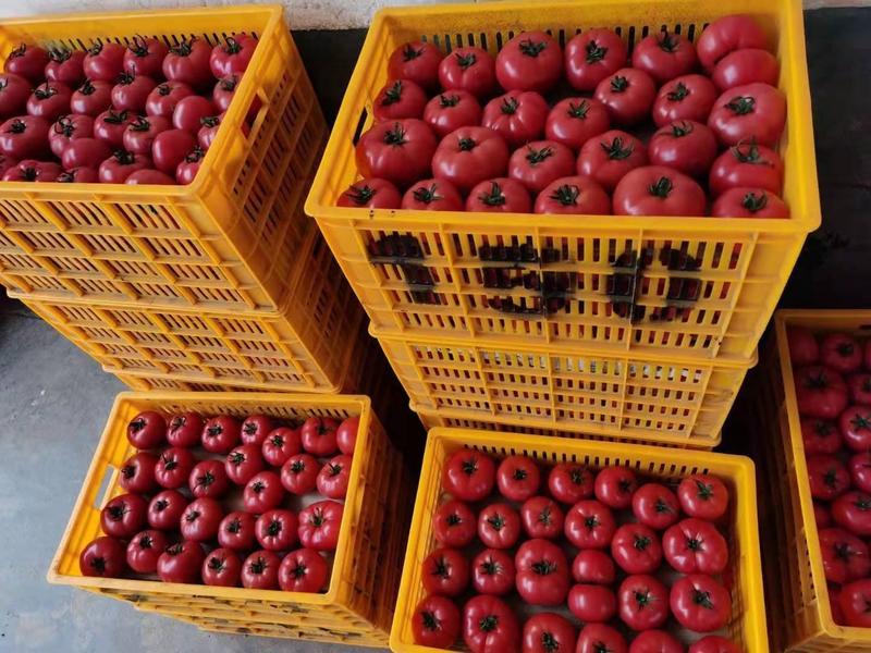 普罗旺斯水果西红柿～社团，电商，超市，一件代发等对接。