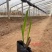 火星花宿根类植物绿化花卉苗木基地直发