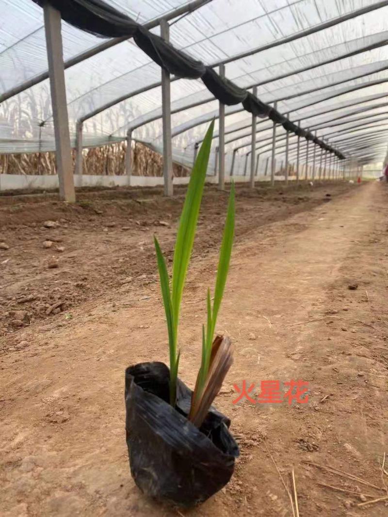火星花宿根类植物绿化花卉苗木基地直发
