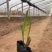 火星花宿根类植物绿化花卉苗木基地直发