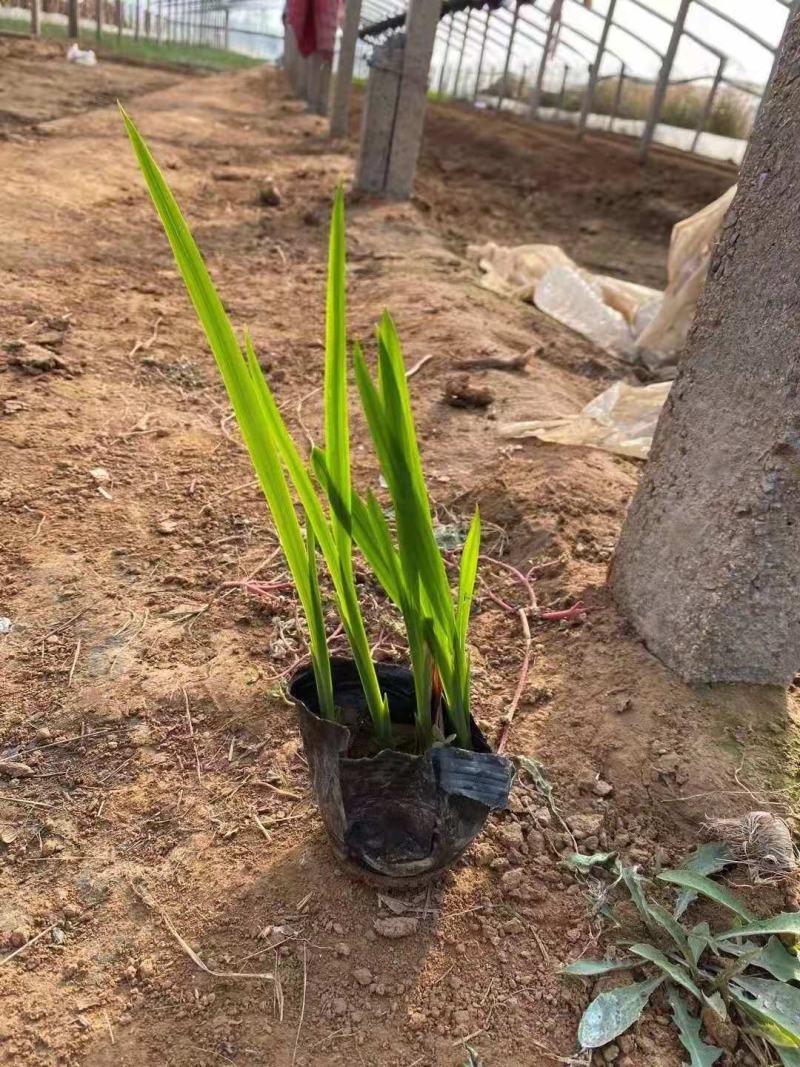 火星花宿根类植物绿化花卉苗木基地直发