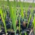 火星花宿根类植物绿化花卉苗木基地直发
