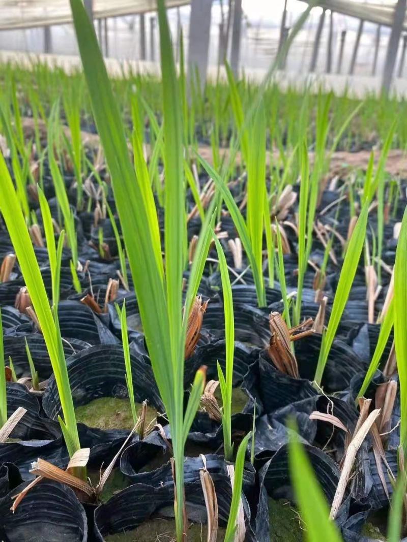 火星花宿根类植物绿化花卉苗木基地直发