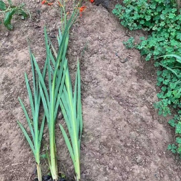 火星花宿根类植物绿化花卉苗木基地直发