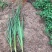 火星花宿根类植物绿化花卉苗木基地直发