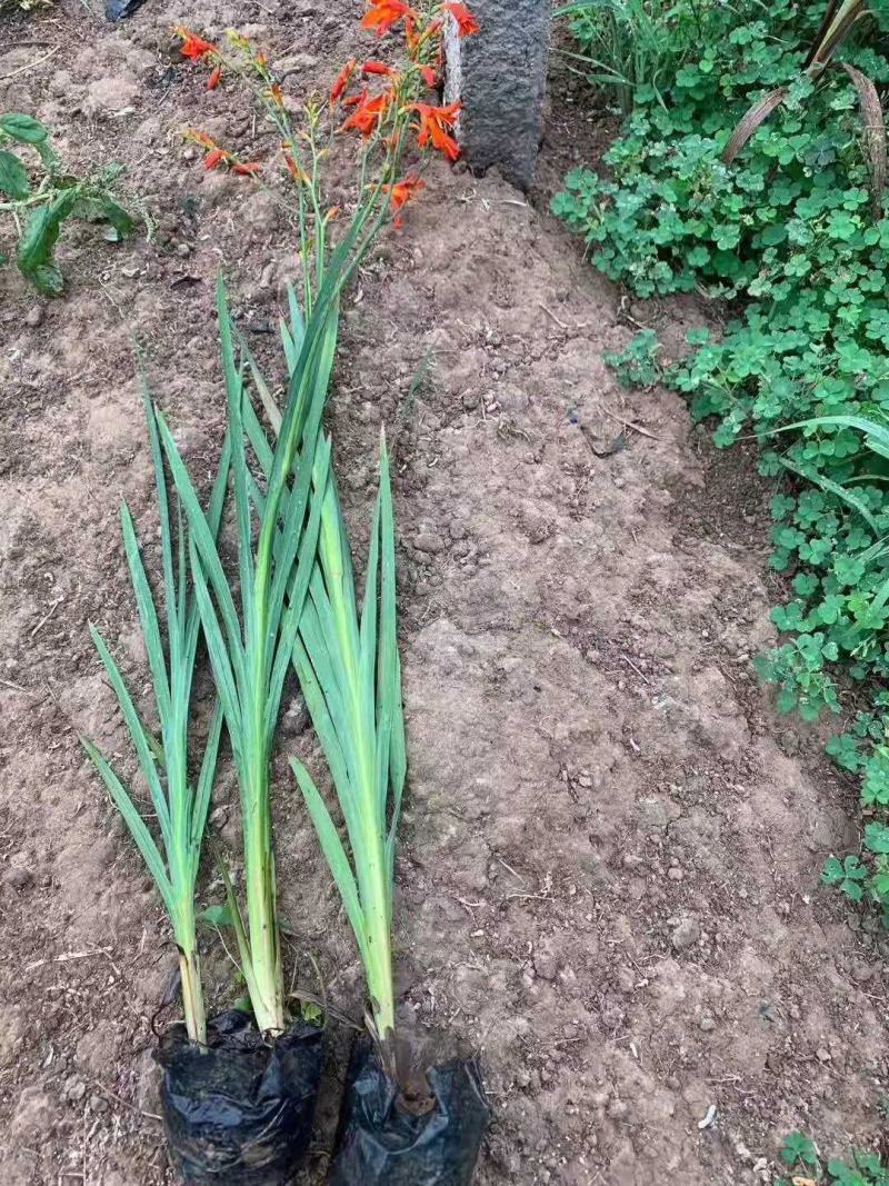 火星花宿根类植物绿化花卉苗木基地直发