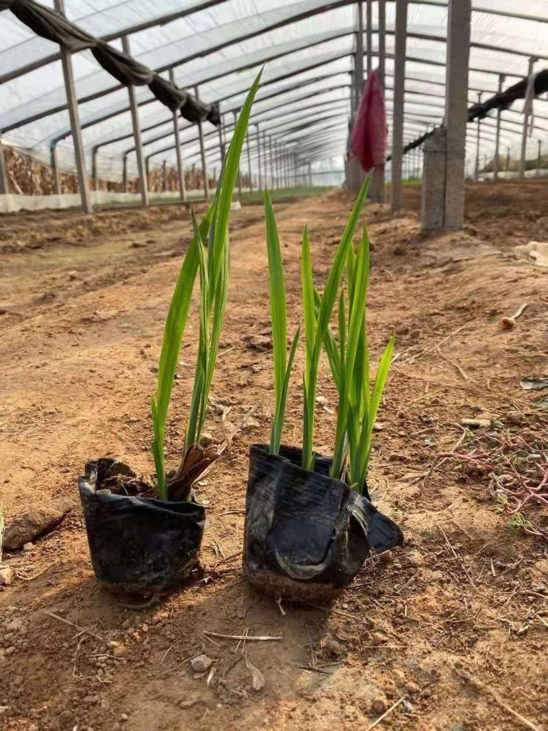 火星花宿根类植物绿化花卉苗木基地直发