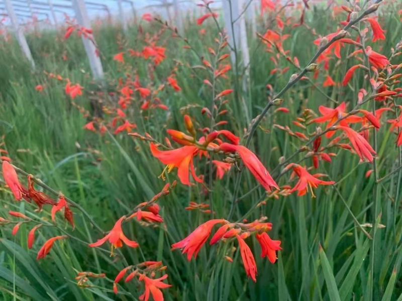 火星花宿根类植物绿化花卉苗木基地直发