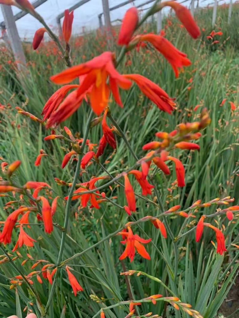 火星花宿根类植物绿化花卉苗木基地直发