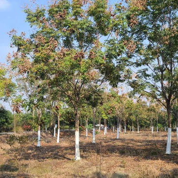 栾树产地直销量大从优，品种齐全欢迎老板选购