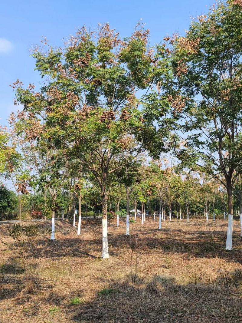 栾树产地直销量大从优，品种齐全欢迎老板选购