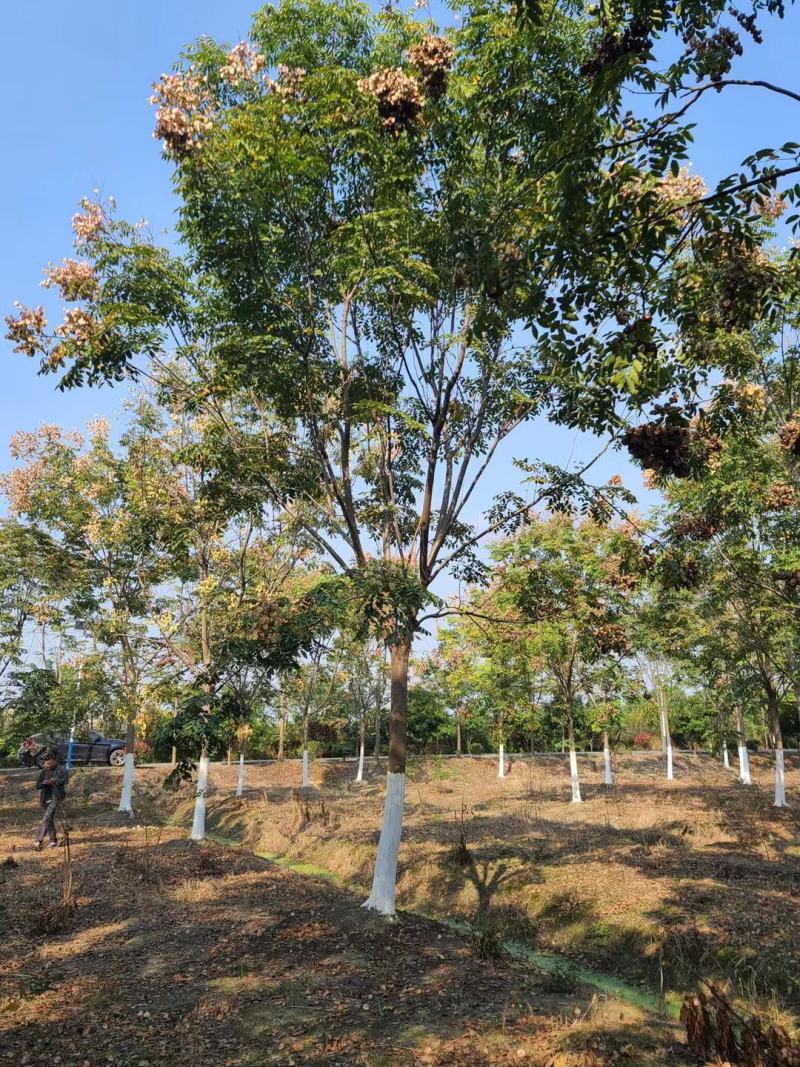 栾树产地直销量大从优，品种齐全欢迎老板选购