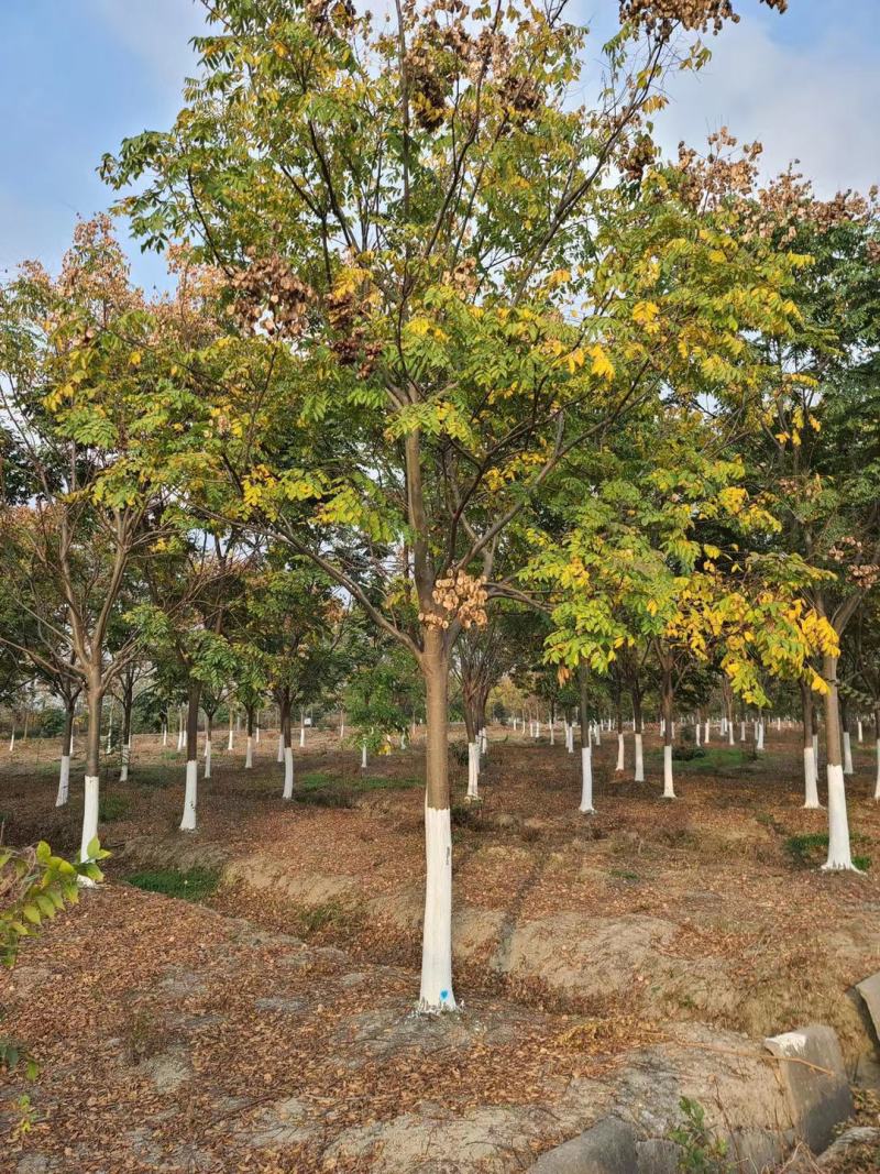 栾树产地直销量大从优，品种齐全欢迎老板选购