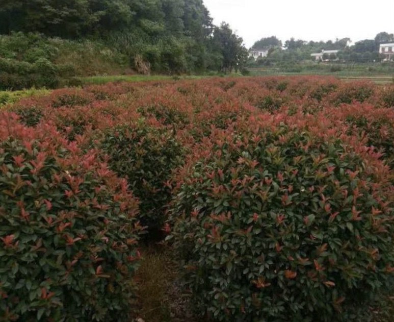 红叶石楠在城市绿化中的应用