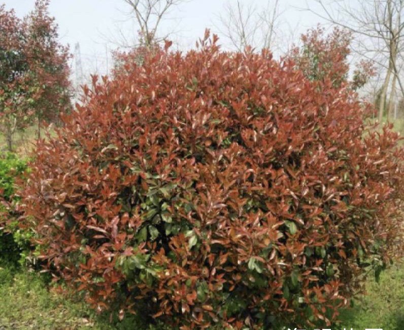 两株并列展示的灌木植物,左侧为红叶石楠(Photinia × fraseri),新梢呈现鲜艳的猩红色,叶片较薄且密集;右侧为椤木石楠(Photinia serrulata),嫩叶呈暗红至铜红色,叶片更大更厚,表面具明显光泽。背景为典型亚热带山地环境,土壤呈微酸性红壤质地 红叶石楠与椤木石楠植株对比图
