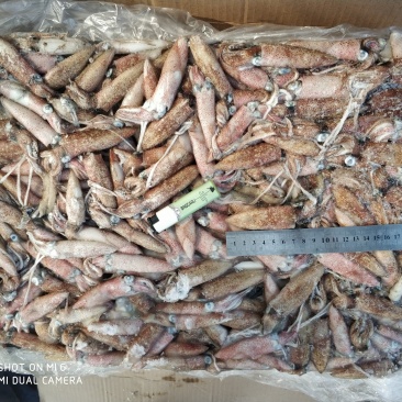北部湾船冻小鱿鱼，子弹头，5-8公分，鲜度看得见