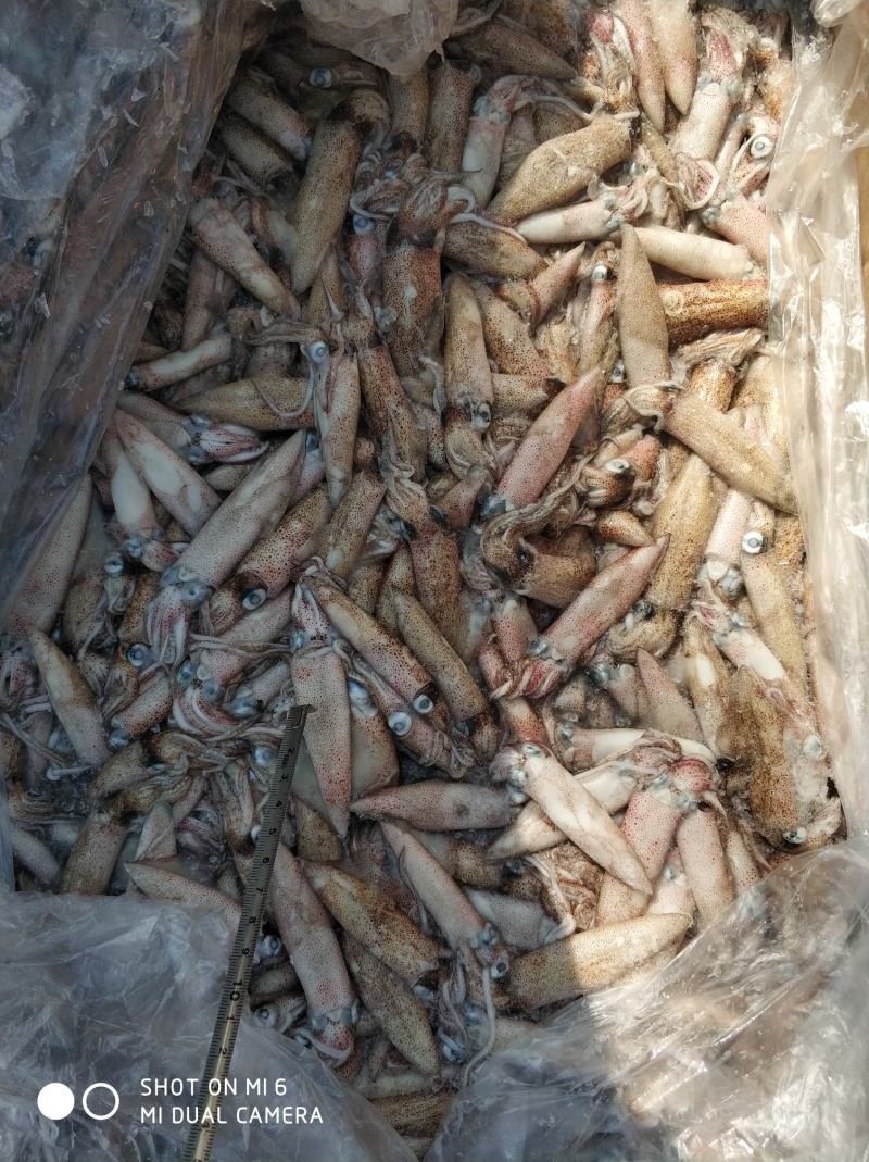 北部湾船冻小鱿鱼，子弹头，5-8公分，鲜度看得见